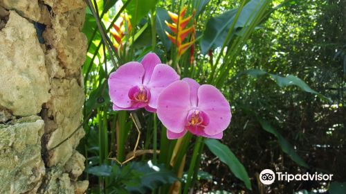 The Kampong, National Tropical Botanical Garden