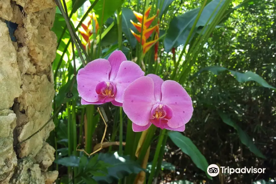 The Kampong, National Tropical Botanical Garden