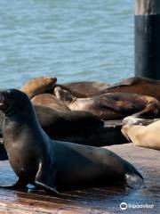 Sea Lions