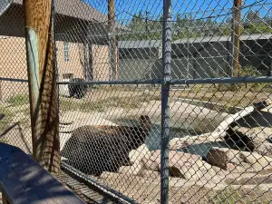 大熊湖動物園