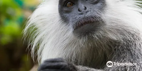 吴哥生物多样性保护中心