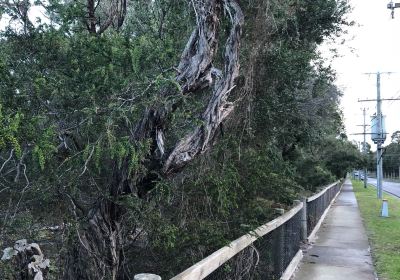 George Street Reserve