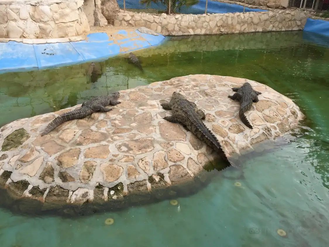 Hotels near Kish Dolphin Park