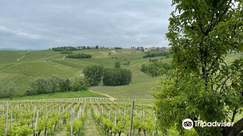 Azienda Agricola Maggi Giorgio di Maggi Lucia