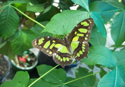 Newport Butterfly Zoo