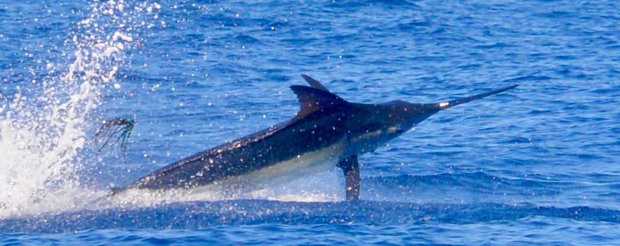 Fishing Costa Rica with Big Eye Charters