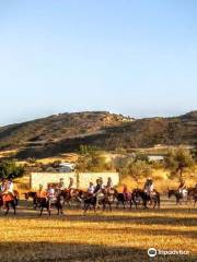 Golden Donkeys Farm