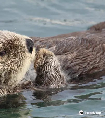 22年ホーマーの人気観光スポット ホーマーの旅行ガイド ホーマーのおすすめ観光スポットのチケット ホテル 楽しみ方 グルメ レストラン Trip Com