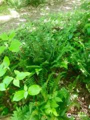 Weyanoke Bird and Wildflower Sanctuary