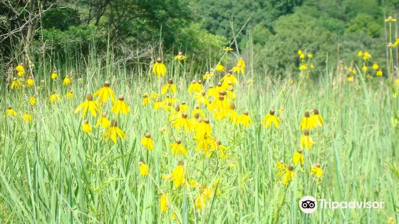 Whiterock Conservancy