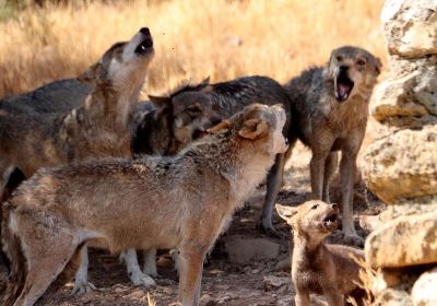 Lobo Park Antequera