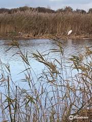 RSPB Ham Wall