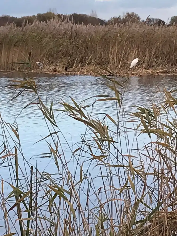 Hotels in der Nähe von RSPB Ham Wall