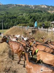The goat farm Céüse