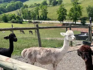 Fort Chiswell Animal Park