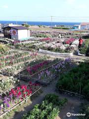 Shiramazu Flower Garden