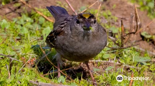 Cosumnes River Preserve