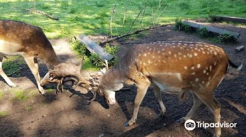 Wildpark Eekholt