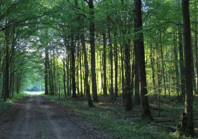 Bialowieza National Park Tours