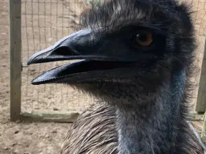 Zoo Refuge de Mescoules/Bergerac