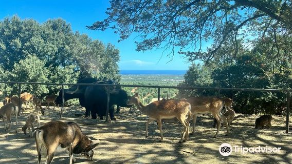 Zoosafari Fasanolandia