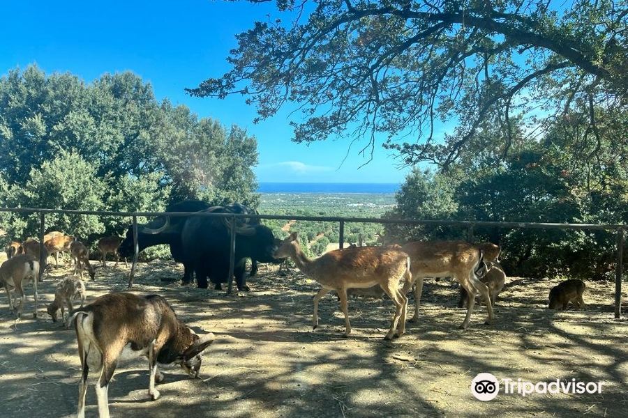 Zoo Safari