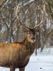 Cris Valley Visitors Center and Animal Park