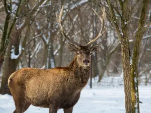 Cris Valley Visitors Center and Animal Park