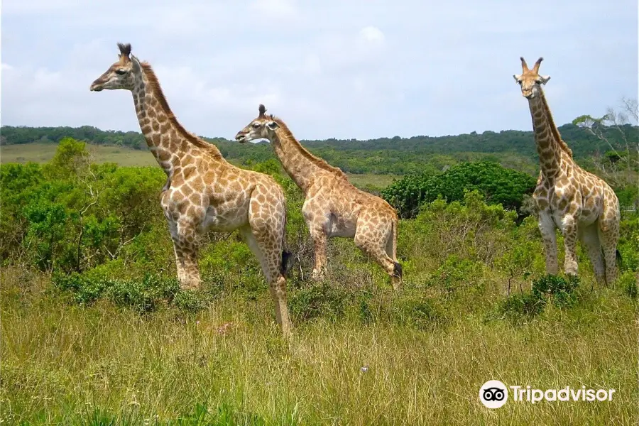 Seaview Lion Park