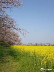 Fujiwara Ancient Palace Ruin