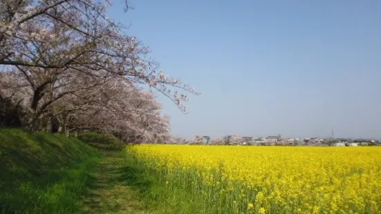 Fujiwara Ancient Palace Ruin