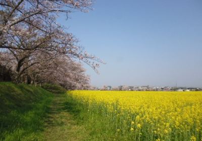 Fujiwara Ancient Palace Ruin