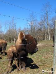 Boss Bison Ranch