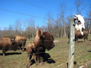 Boss Bison Ranch