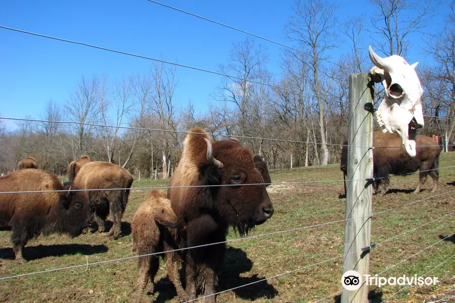 Boss Bison Ranch