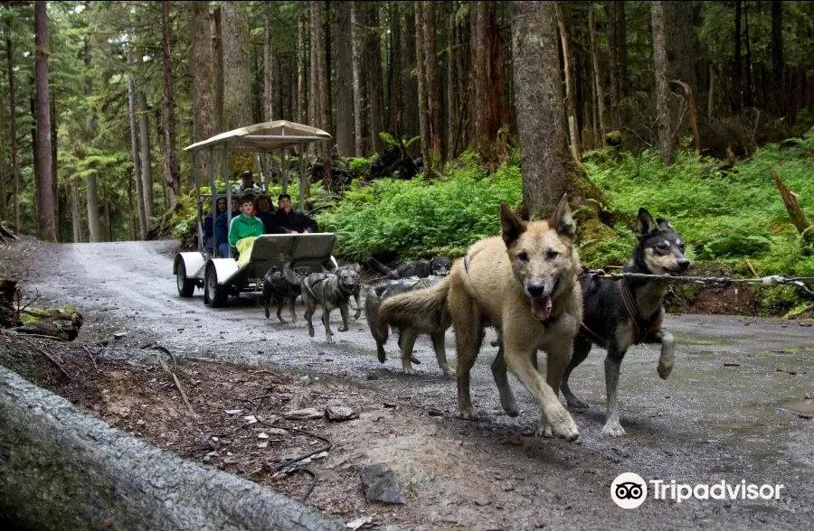 Dog Sled Discovery & Musher's Camp