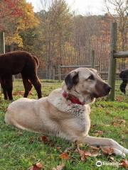 Landmark Farm Alpacas