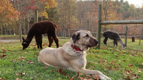 Landmark Farm Alpacas