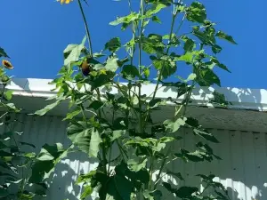 Lapacek's Orchard