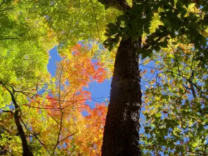 Gifford Woods State Park