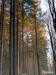 Shindagin Hollow State Forest