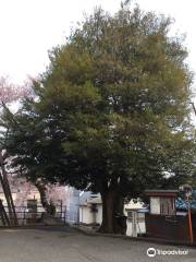 Isunoki Tree of Iida Castle Sakuramaru