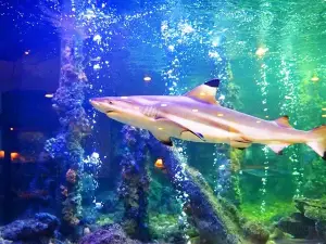 Rayong Aquarium