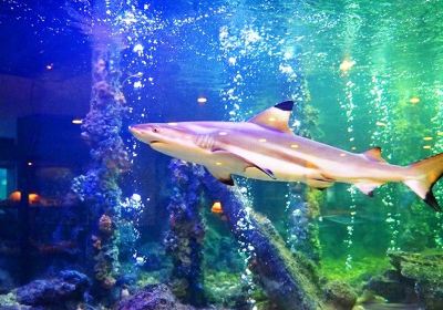 ラヨーン水族館