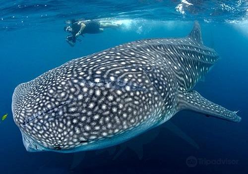 Dive Mulege