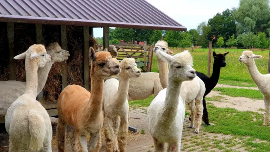 Abolengo de Alpaca