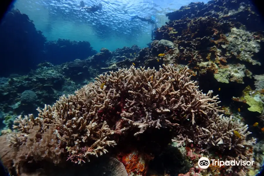 Okinawa Diving