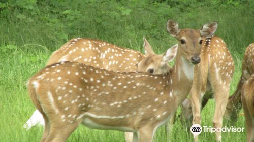 Sasan Gir National Park