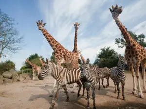 Zoo di Belfast