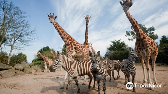 Belfast Zoo